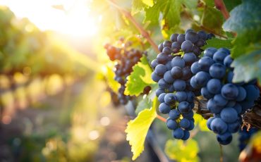 the vineyard basks in the golden glow of twilight, blue grape cluster ripens to a perfect blush